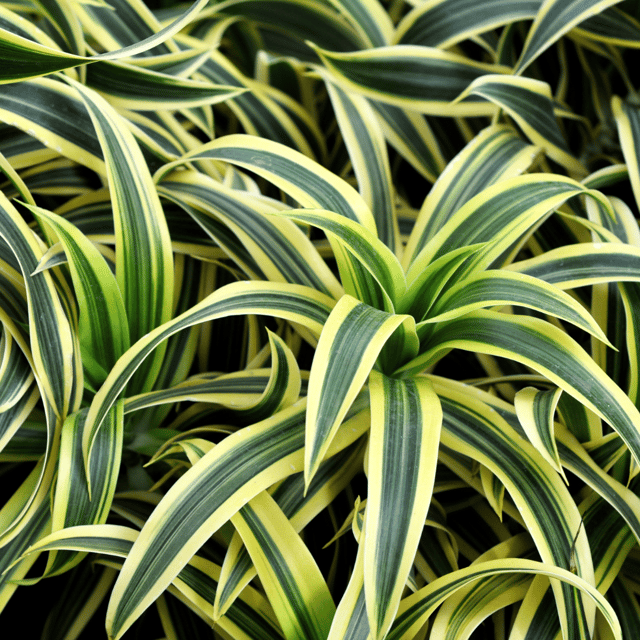 Dracaena Messenger / Song of India - Dracaena Massangeana (Pot Not Included)