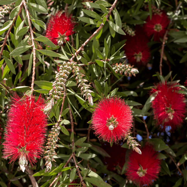 Bottle Brush Flower Plant