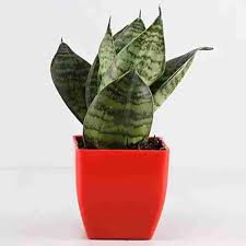 Sanseviera Snake Plant with Pot