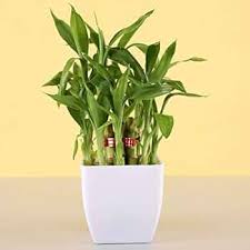 Dracaena Single Layer Lucky Bamboo Plant With Pot