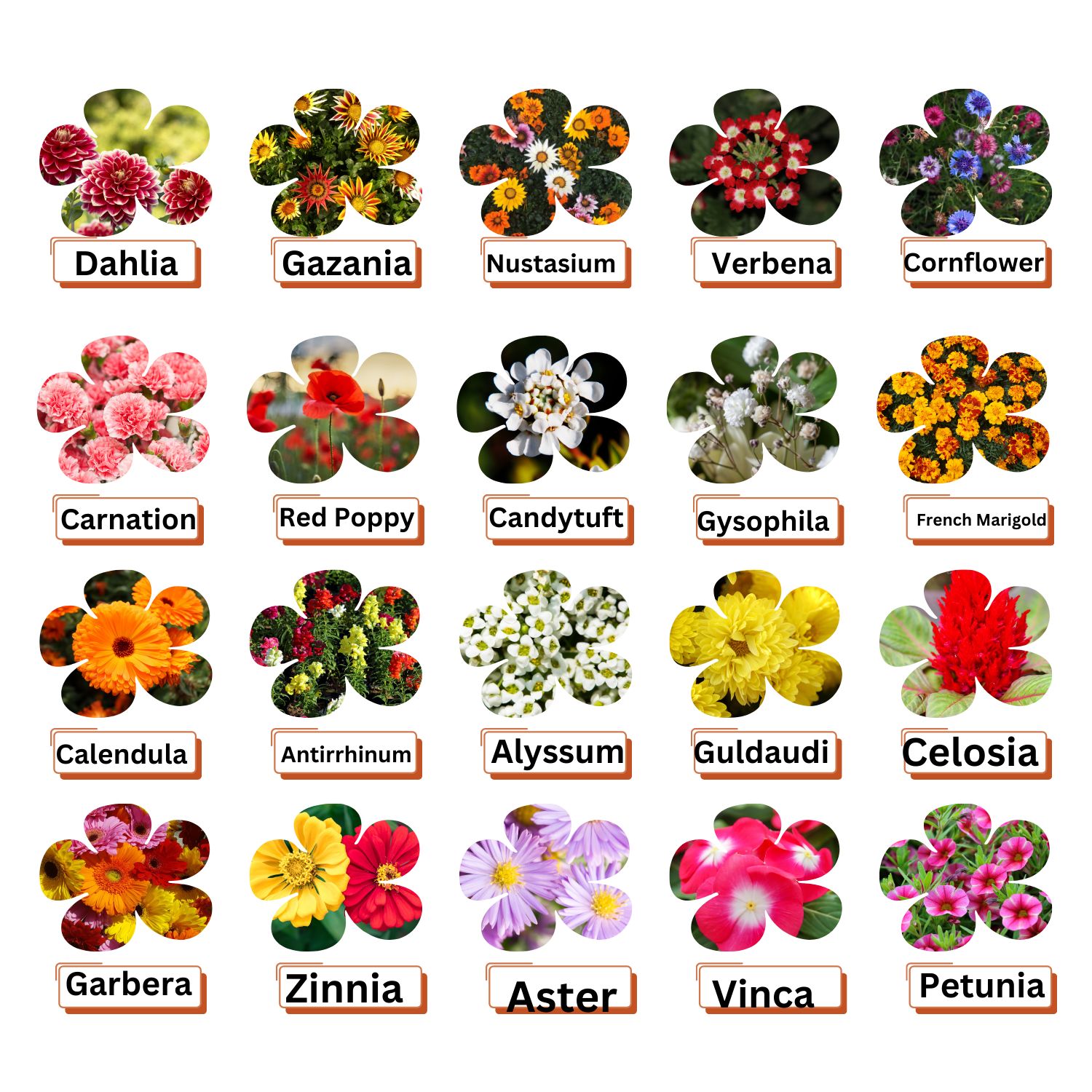 20 Variety Combo Pack - Winter Flower Seeds