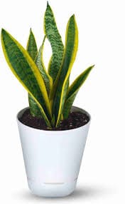 Sansevieria-Snake Plant with Pot