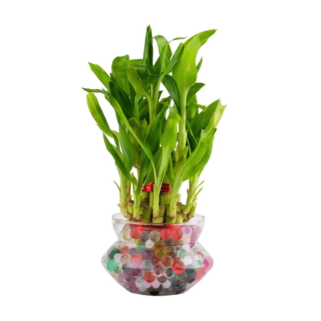 Two Layer Lucky Bamboo Plant with Pot