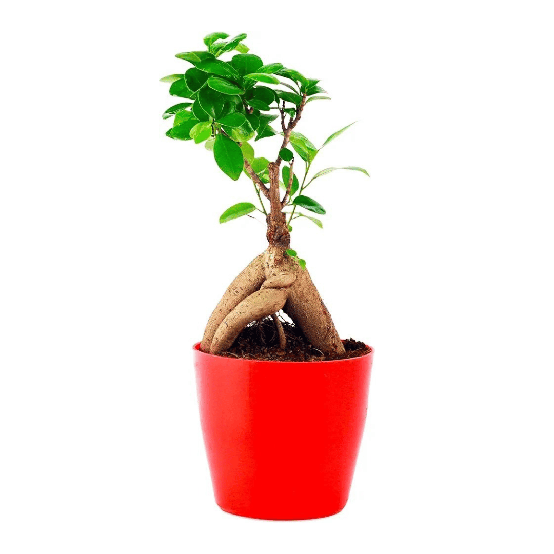 Ficus Microcarpa Bonsai with Pot