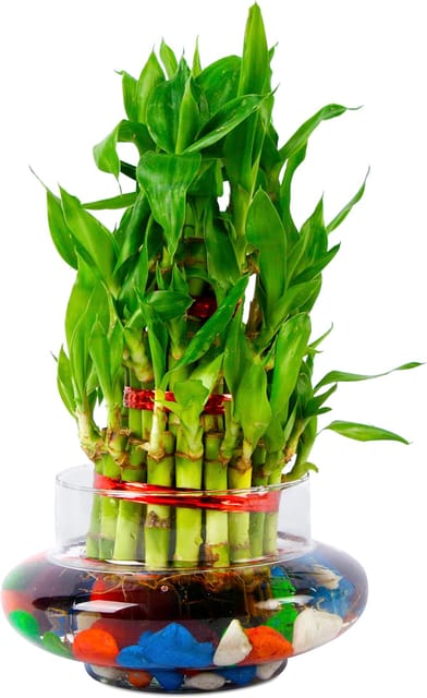 Three Layer Lucky Bamboo Plant with Pot