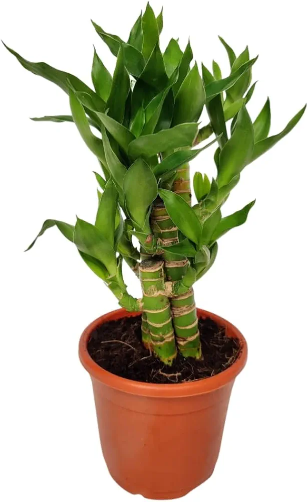 Lotus Bamboo Tree Live Plant With Pot