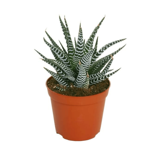 Zebra Haworthia Live Plant With Pot