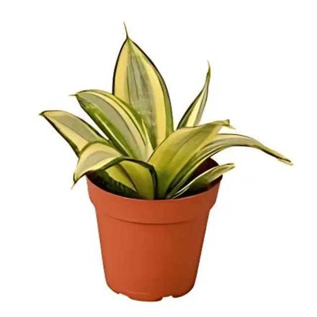 Sansevieria Golden Dwarf Live Plant With Pot