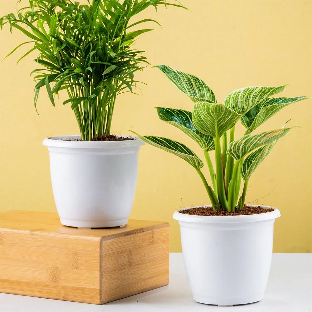 Combo of Philodendron Berkin with Chamaedorea Palm With Pot