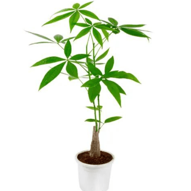 Single Head Pachira Money Tree Plant with Pot