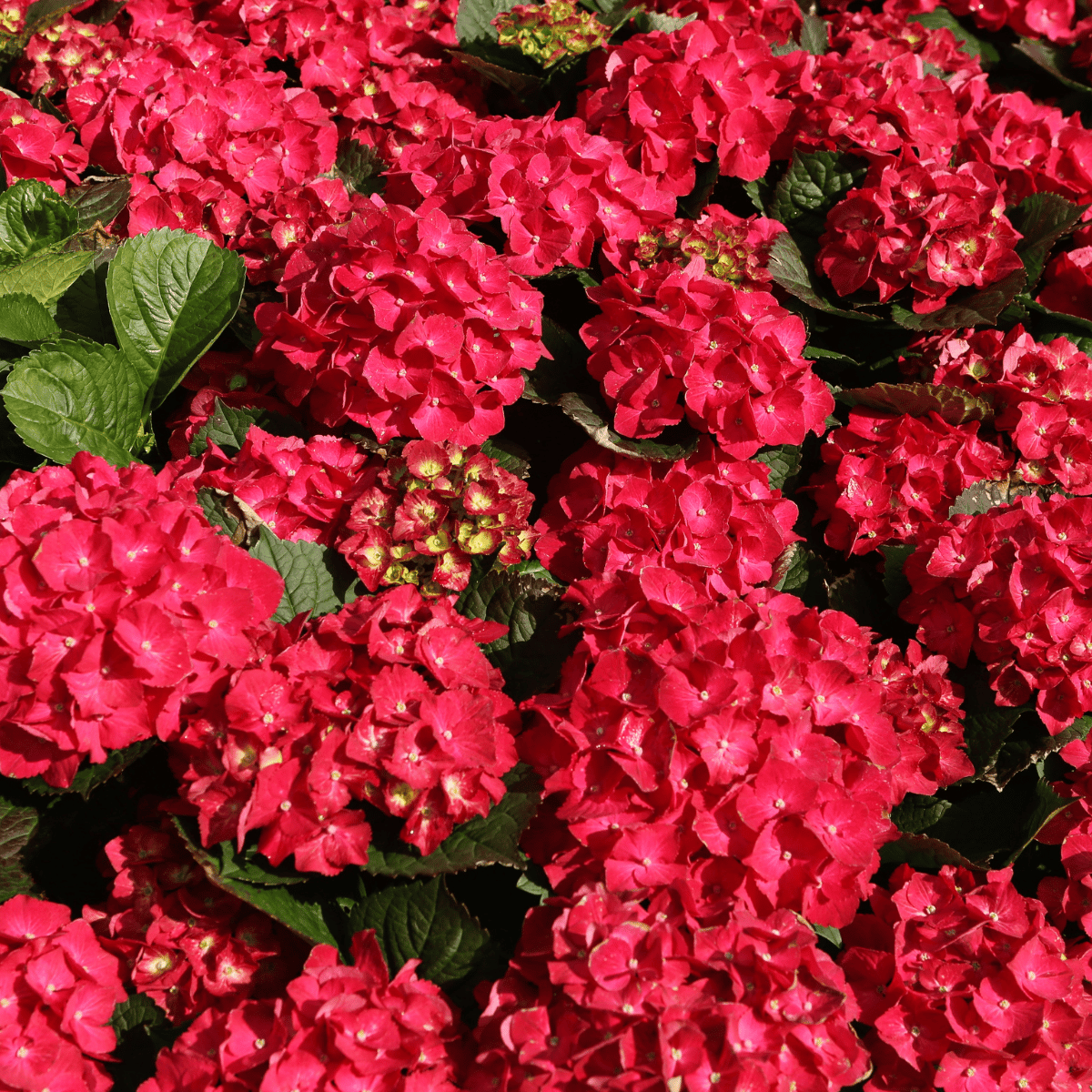 Variegated Hydrangea Macrophylla Flower Plant (Red)