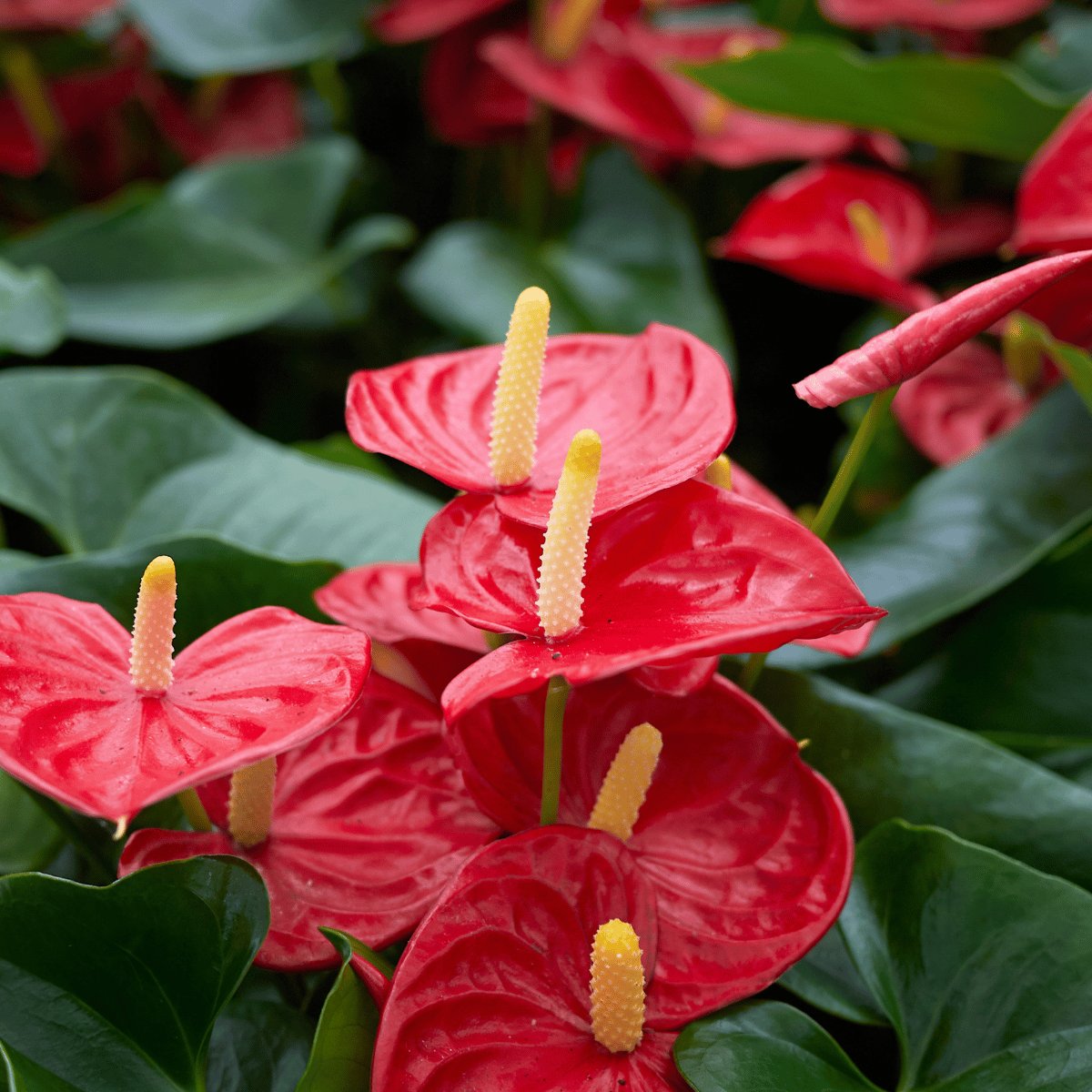 Anthurium Flower Live Plant