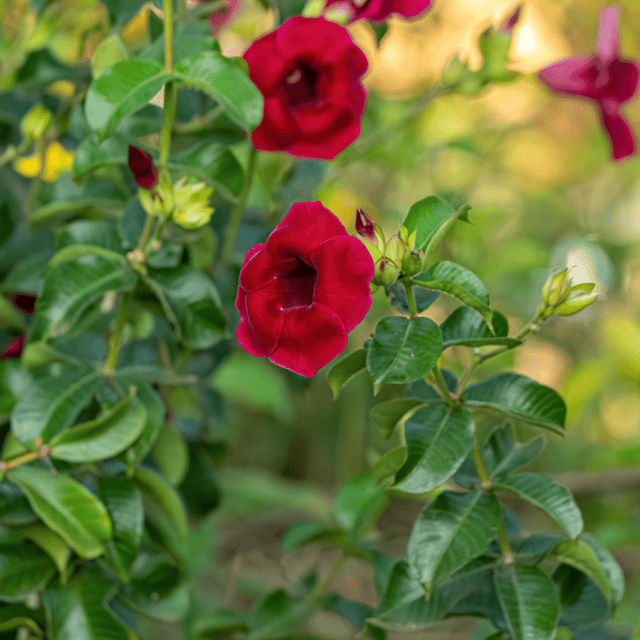 Red Allamanda Flower Plant