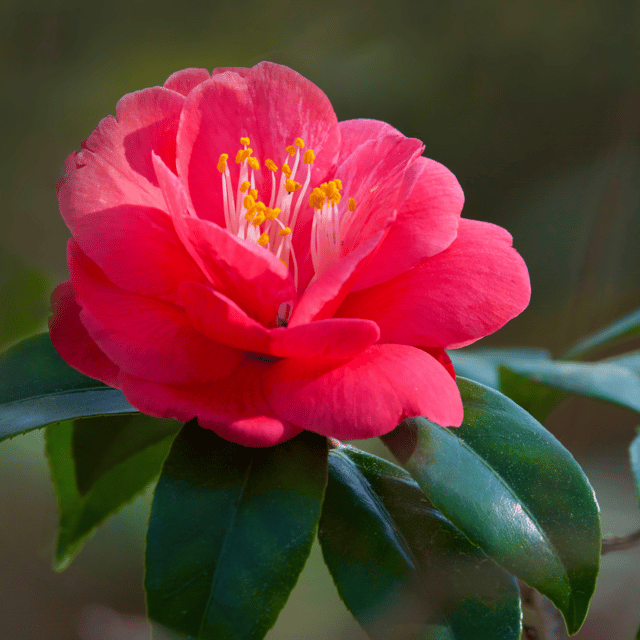 Camelia Flower Live Plant (Red)