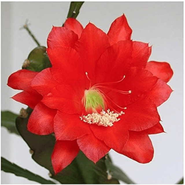 Brahama Kamal Flower Plant