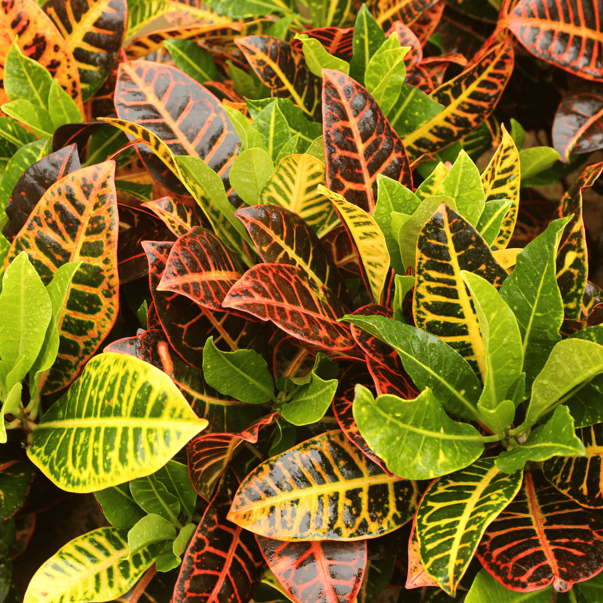 Polka Dot Trishool Croton Live Plant (Codiaeum Variegatum)