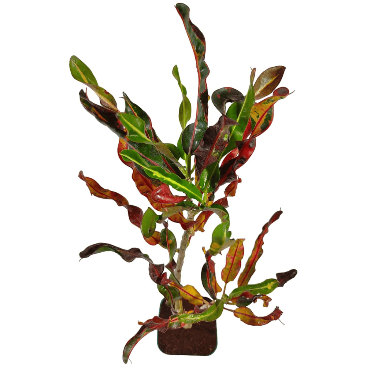 Black Spiral Croton Live Plant