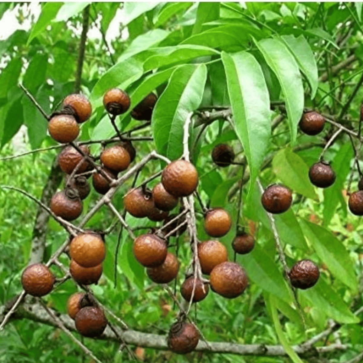 Rudraksha Spiritual Plant