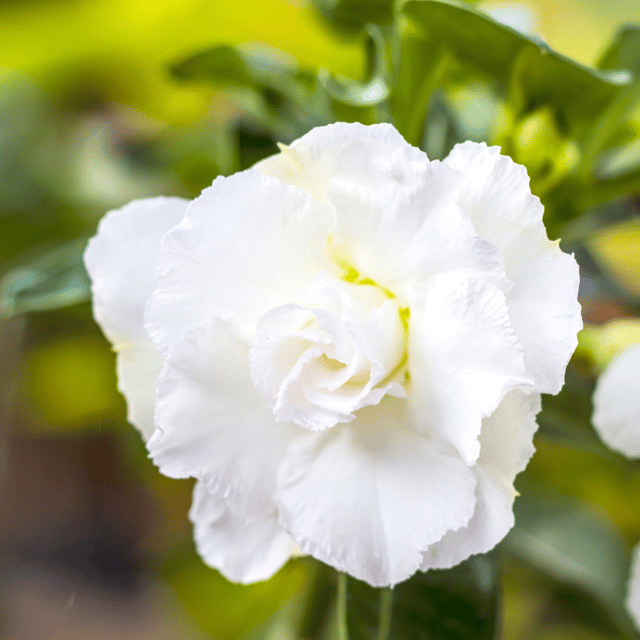 Grafted Adenium Flower Plant (Code- R65)