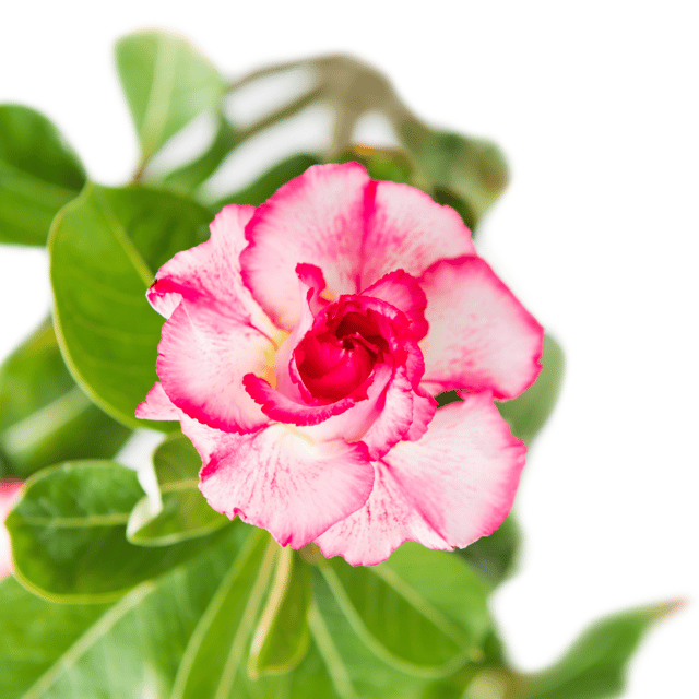 Grafted Adenium Flower Plant (Code- R 1)