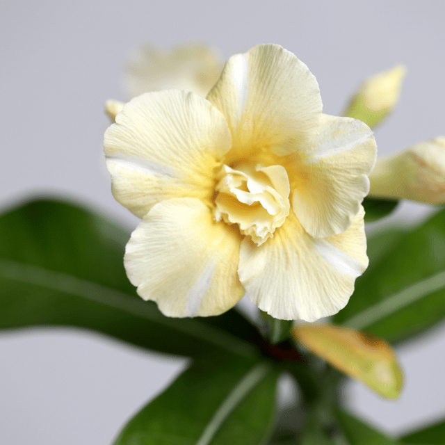 Grafted Adenium Flower Plant (Code- R80)