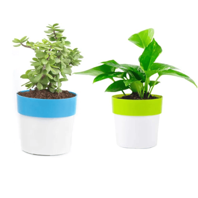 Combo of Green Money And Jade Plant With Pot