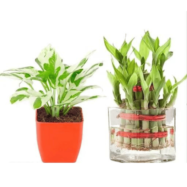 Combo of Three Layer Lucky Bamboo Plant with pothos Money Plant With Pot