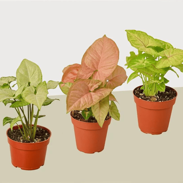 Combo Of Syngonium Green, Pink, White With Pot