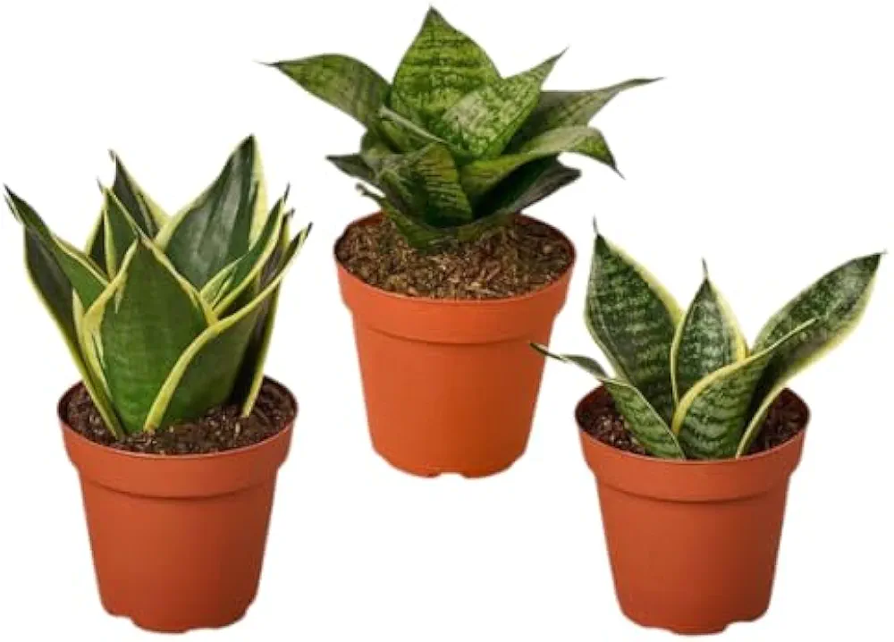 Sansevieria Snake Hahnii Plant With Pot (Combo Of 3)