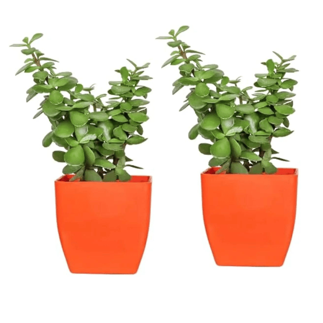 Jade Plant Combo in Red plastic Pot