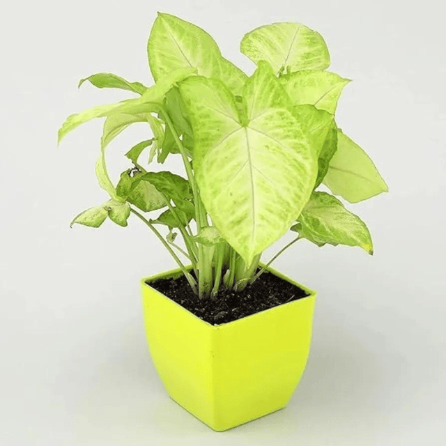 White Syngoniym Indoor Plant With Pot