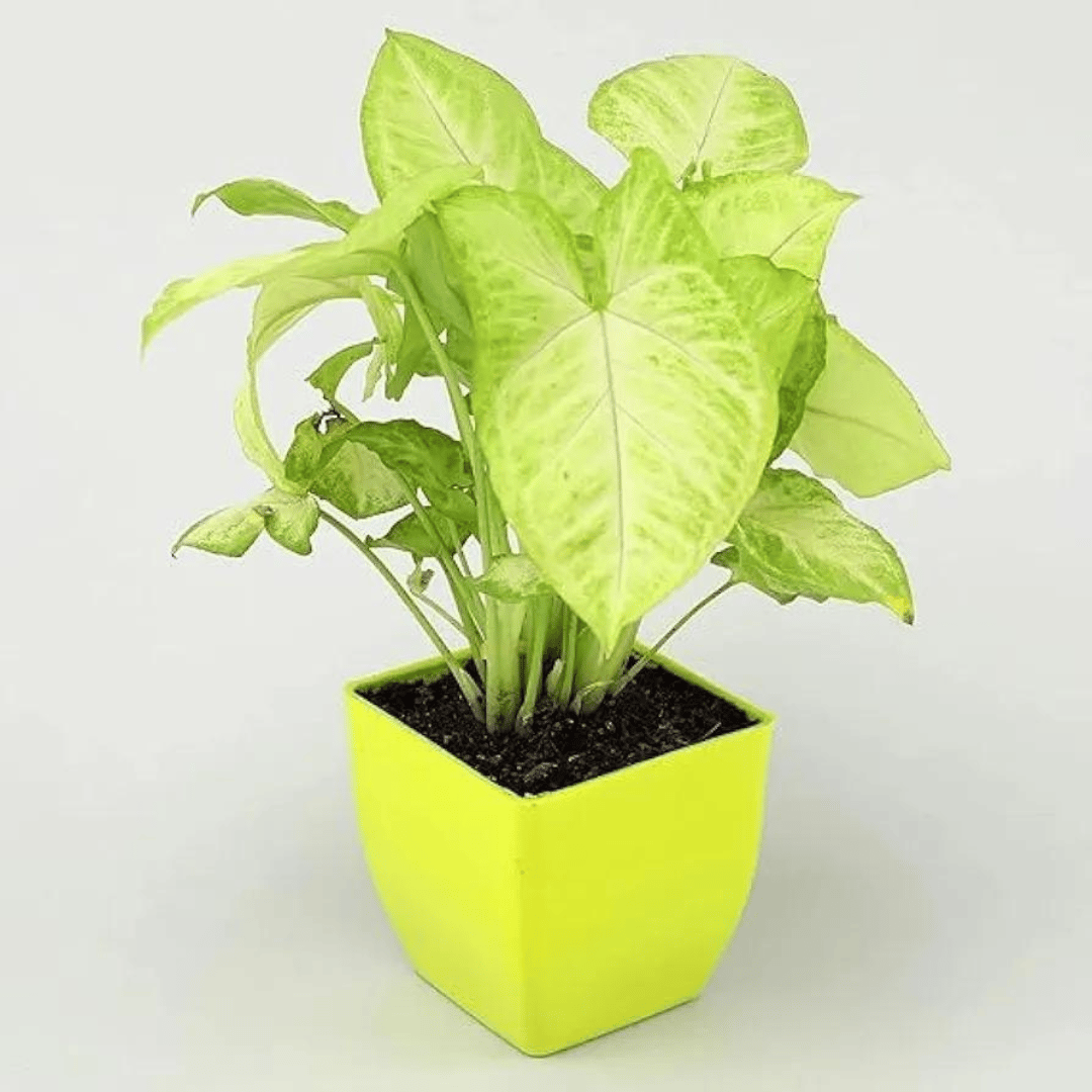 White Syngoniym Indoor Plant With Pot