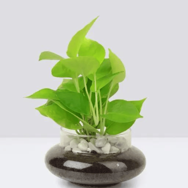 Decortative Money Plant Pothos In Glass Jar