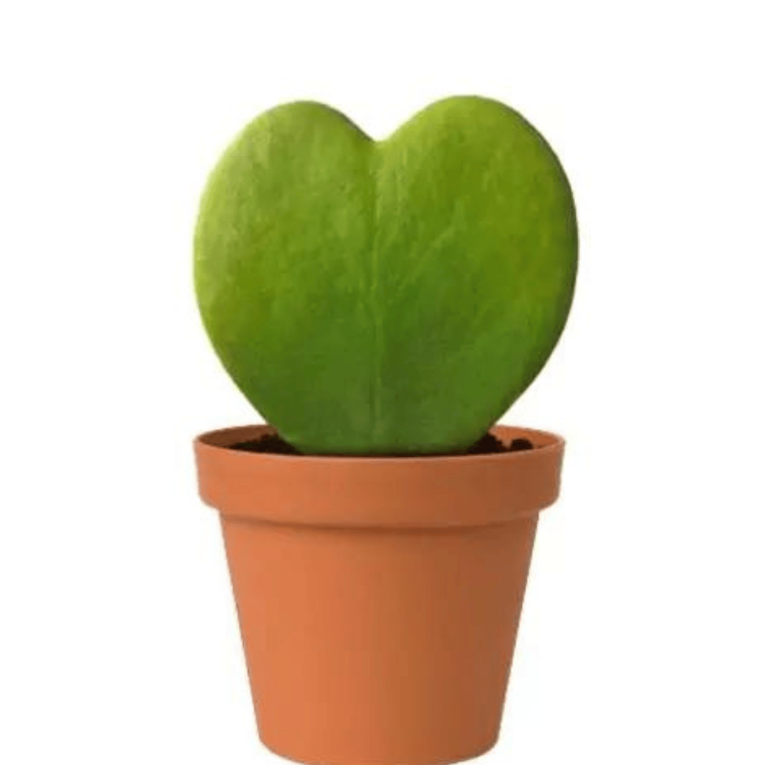 Hoya Heart Kerri Plant With Pot