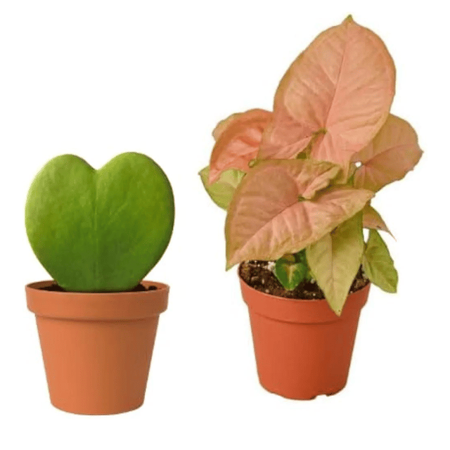 Combo Of Hoya Heart And Syngonium Pink With Pot