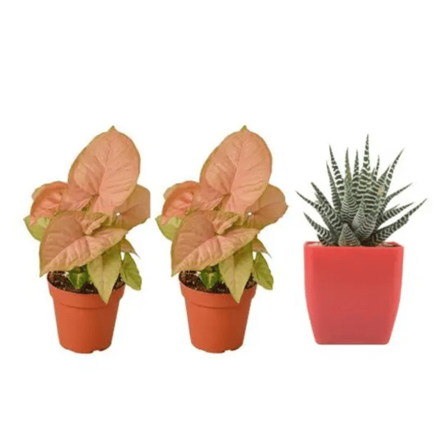 Combo Of Double Pink Syngonium And Zebra  Haworthia With Pot