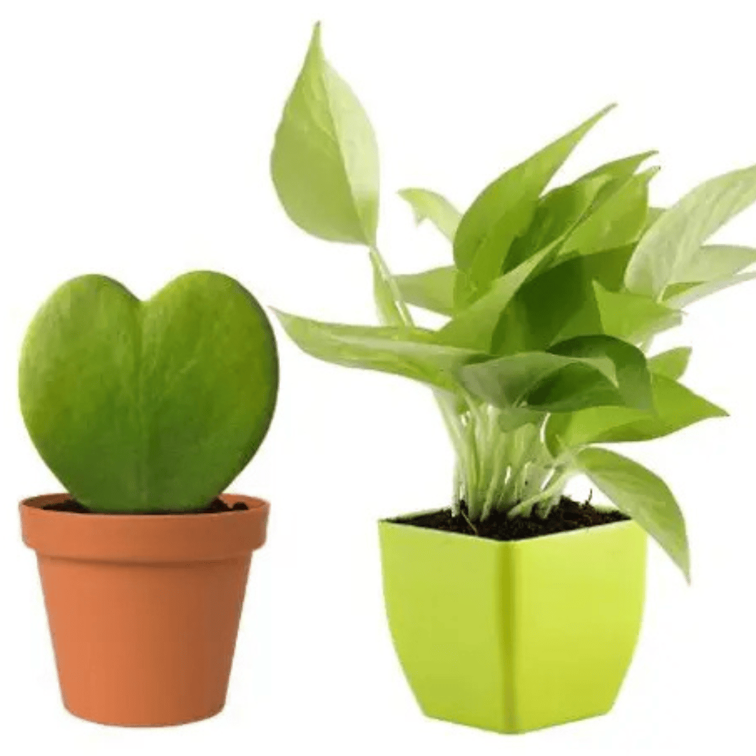 Combo Of  Pothos Money plant And  Hoya heart Kerri With Pot