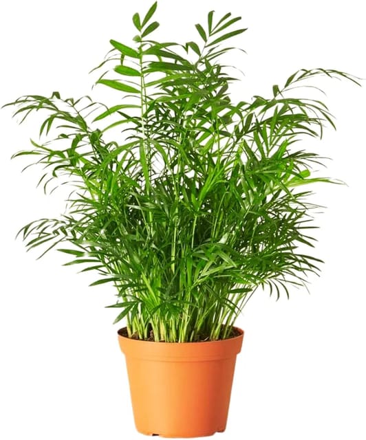 Chamadeorea Mini Palm With Plastic Pot