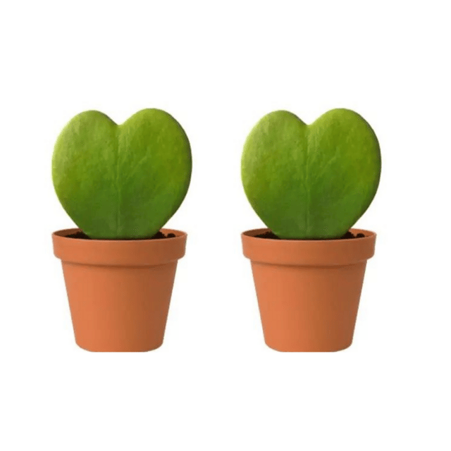 Combo Of Double Hoya Heart Kerri With Pot