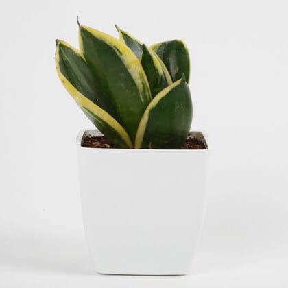 Sansevieria Gold Flame Snake Succulent Indoor Plant in White Pot