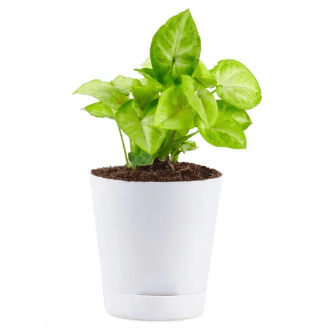 White Syngonium Live Indoor Plant in Self Watering Pot