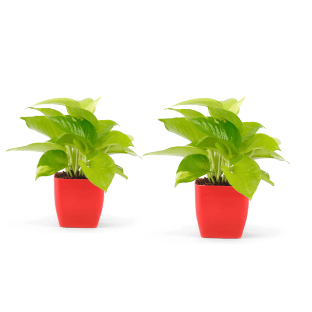 Combo Of Double Golden Money Plant With Pot