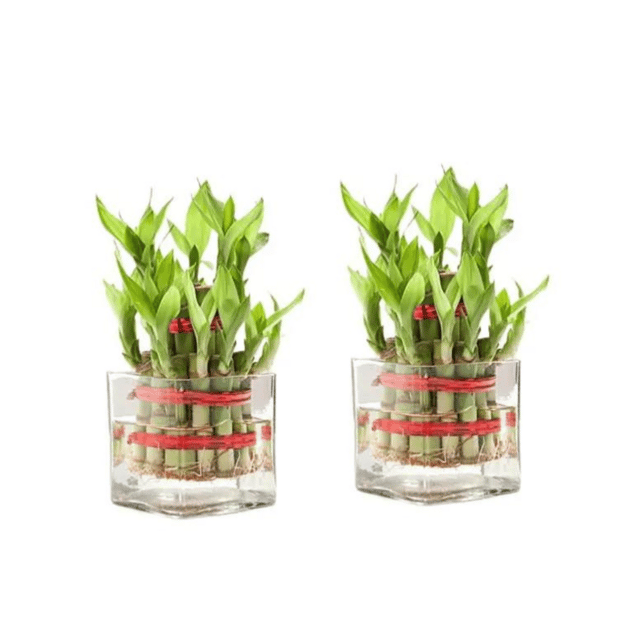 Combo Of Two Layer Lucky Bamboo With Pot