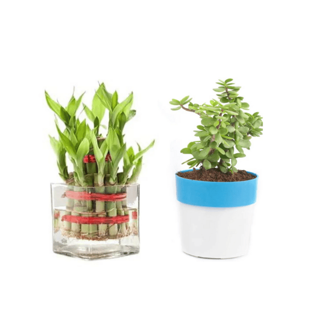 Combo Of  Two Layer Bamboo And  Jade Plant With Pot