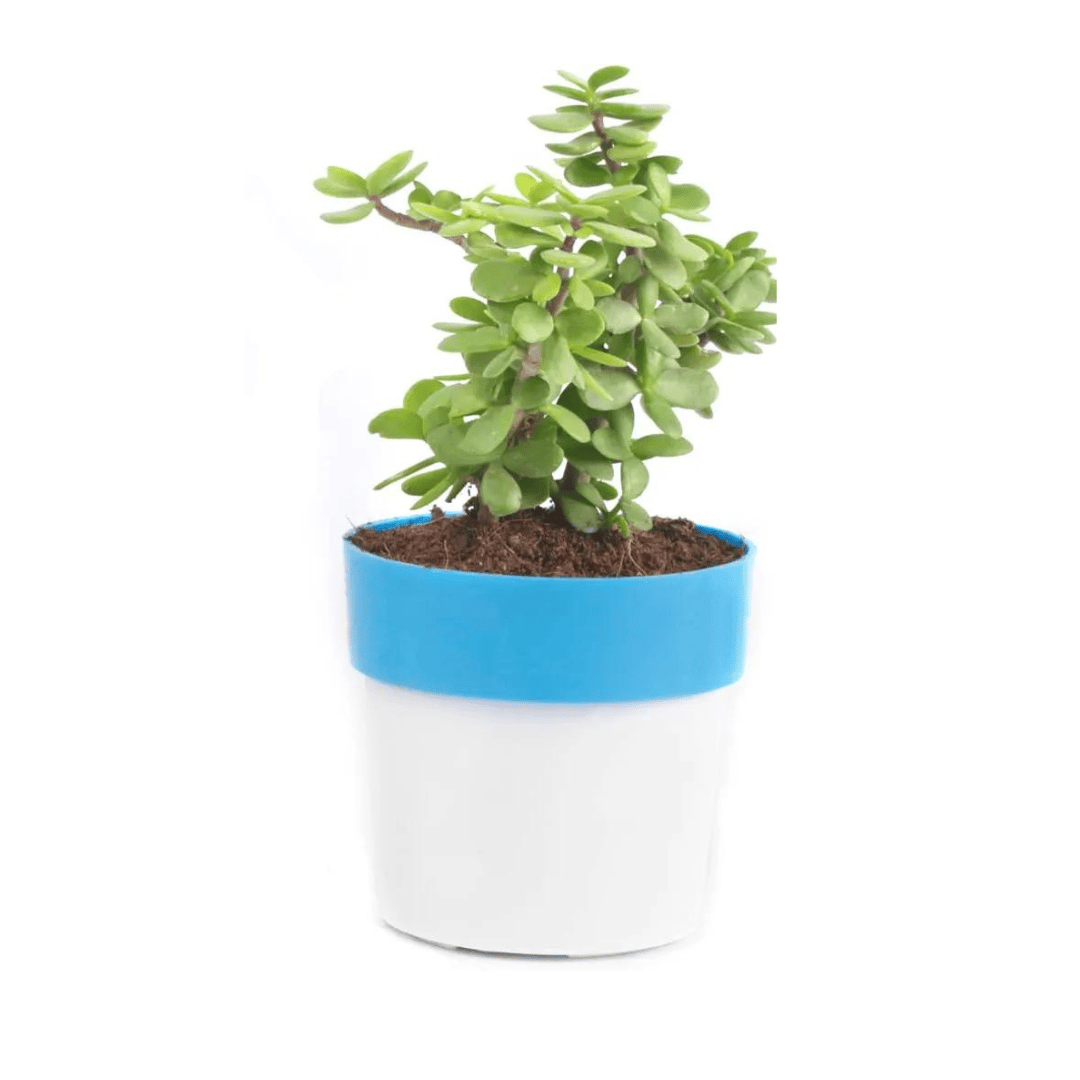 Jade Live Indoor Plant  in Double Shaded Pot