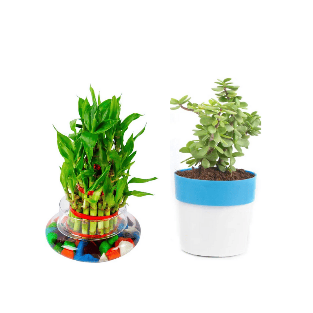 Combo Of Three  Layer Lucky Bamboo Plant And Jade Plant In Shaded Pot