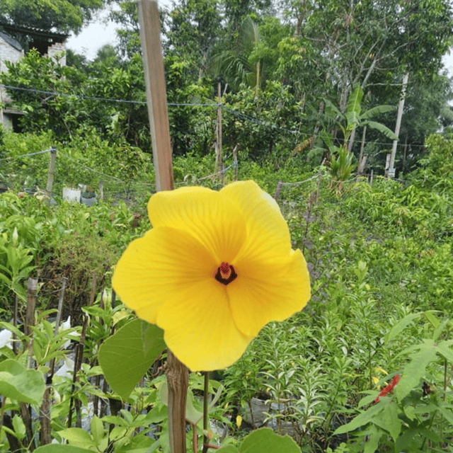 Lotus Hibiscus Flower Plant (Yellow)