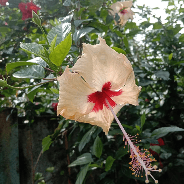 Indian Hibiscus Flower Plant (Yellow)