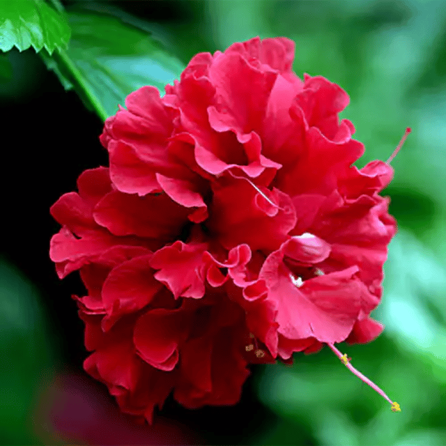 Red Double Flowering / Jhumka Hibiscus Flower Plant