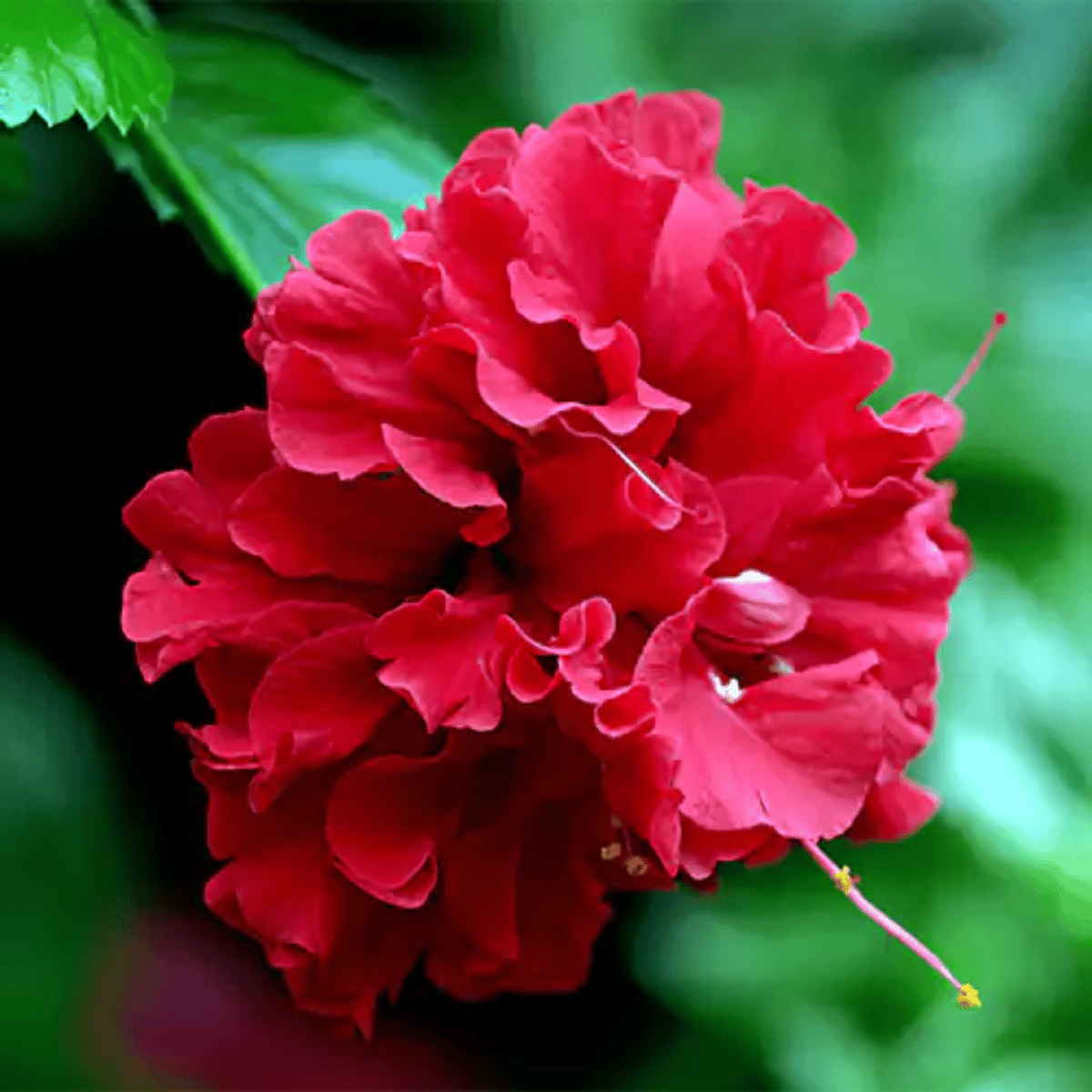 Red Double Flowering / Jhumka Hibiscus Flower Plant